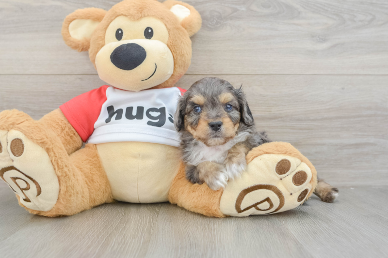 Meet Kabluey - our Mini Aussiedoodle Puppy Photo 3/3 - Premier Pups