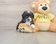 7 week old Mini Aussiedoodle Puppy For Sale - Premier Pups