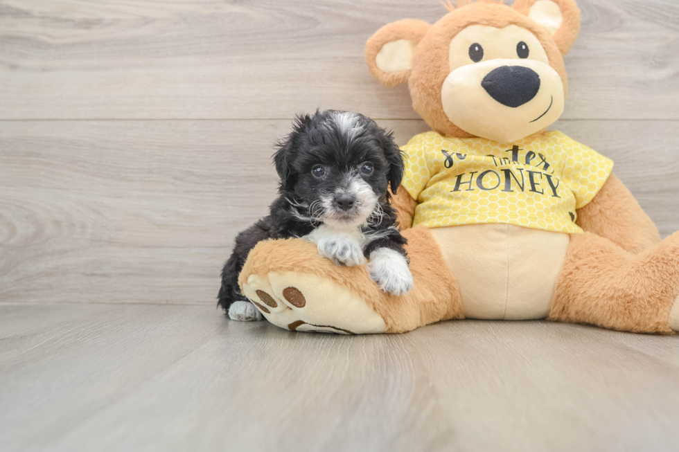 Best Mini Aussiedoodle Baby