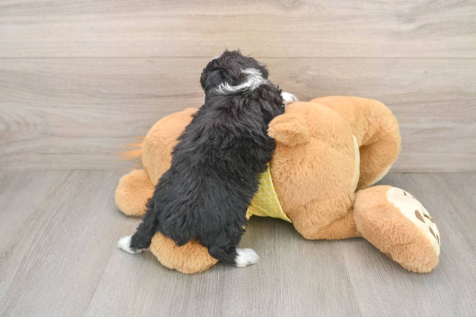 Funny Mini Aussiedoodle Poodle Mix Pup