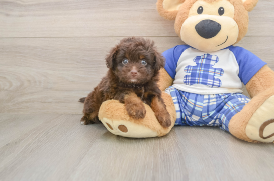 Best Mini Aussiedoodle Baby