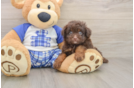 Funny Mini Aussiedoodle Poodle Mix Pup