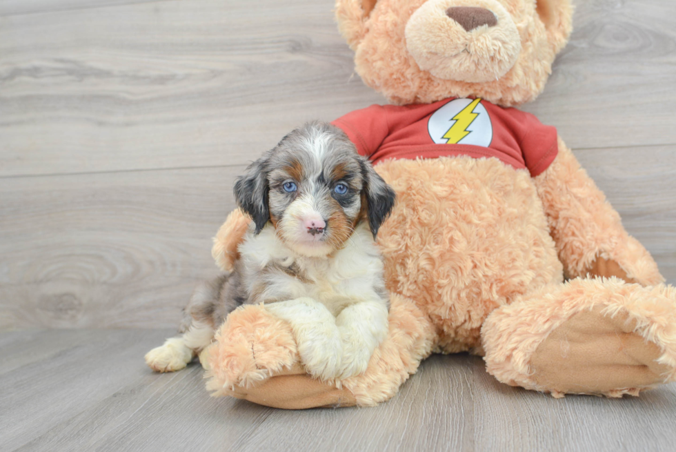 Adorable Aussiepoo Poodle Mix Puppy