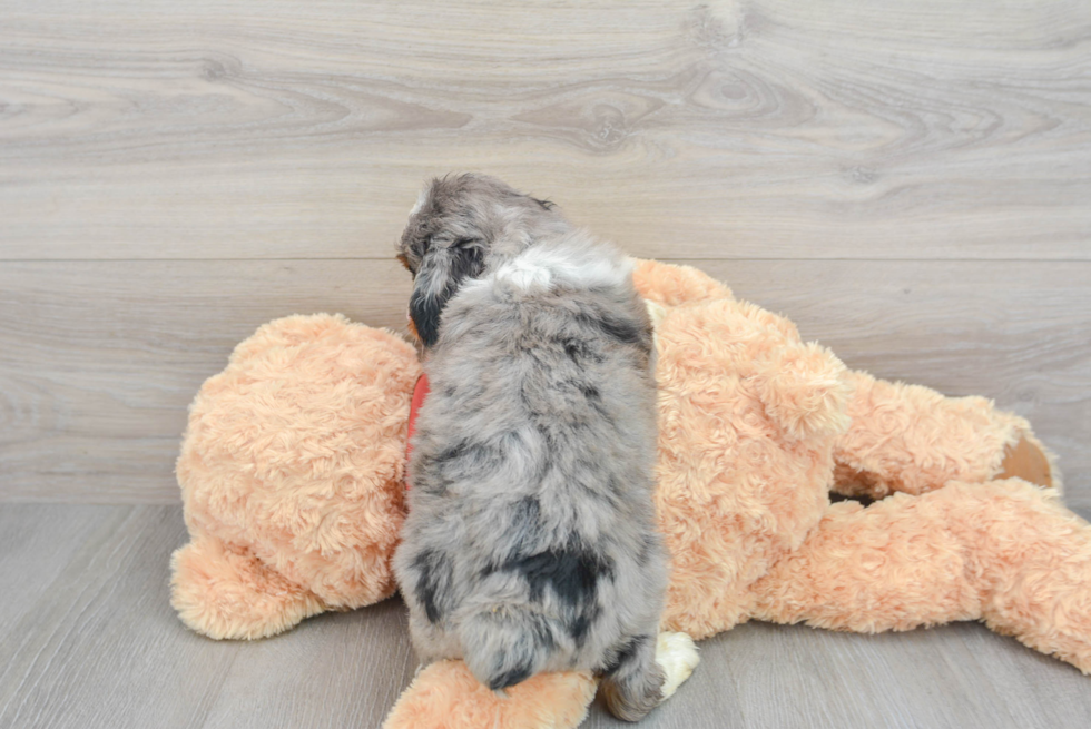 Playful Aussiepoo Poodle Mix Puppy