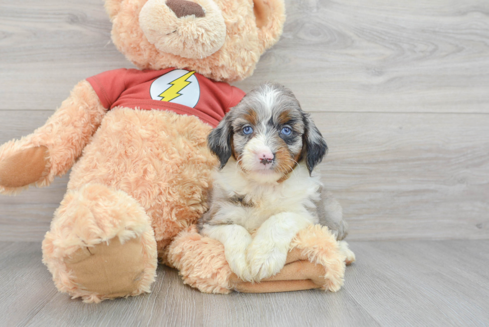 Best Mini Aussiedoodle Baby