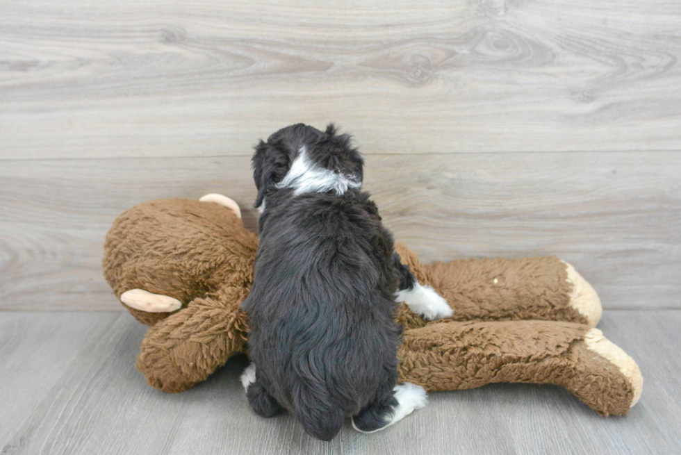 Little Aussiepoo Poodle Mix Puppy