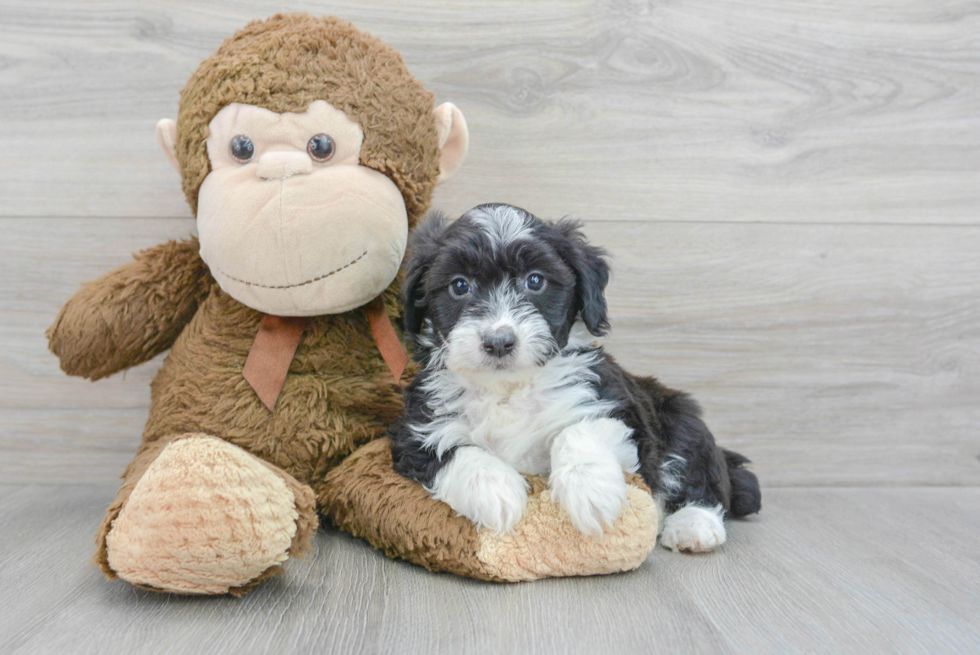 Petite Mini Aussiedoodle Poodle Mix Pup