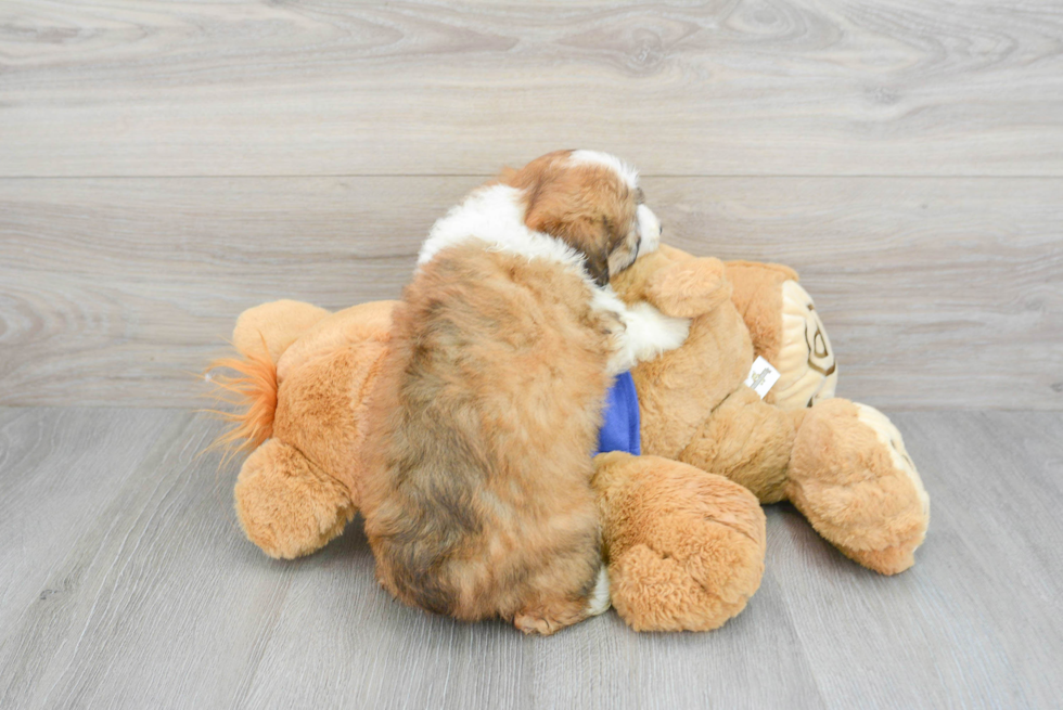 Mini Aussiedoodle Puppy for Adoption