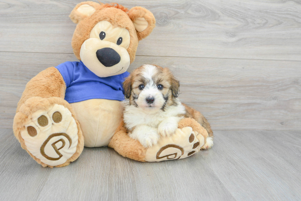 Mini Aussiedoodle Pup Being Cute