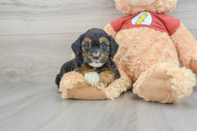 Funny Mini Aussiedoodle Poodle Mix Pup