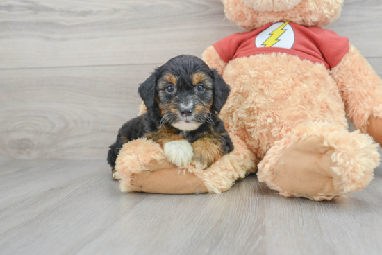 Funny Mini Aussiedoodle Poodle Mix Pup