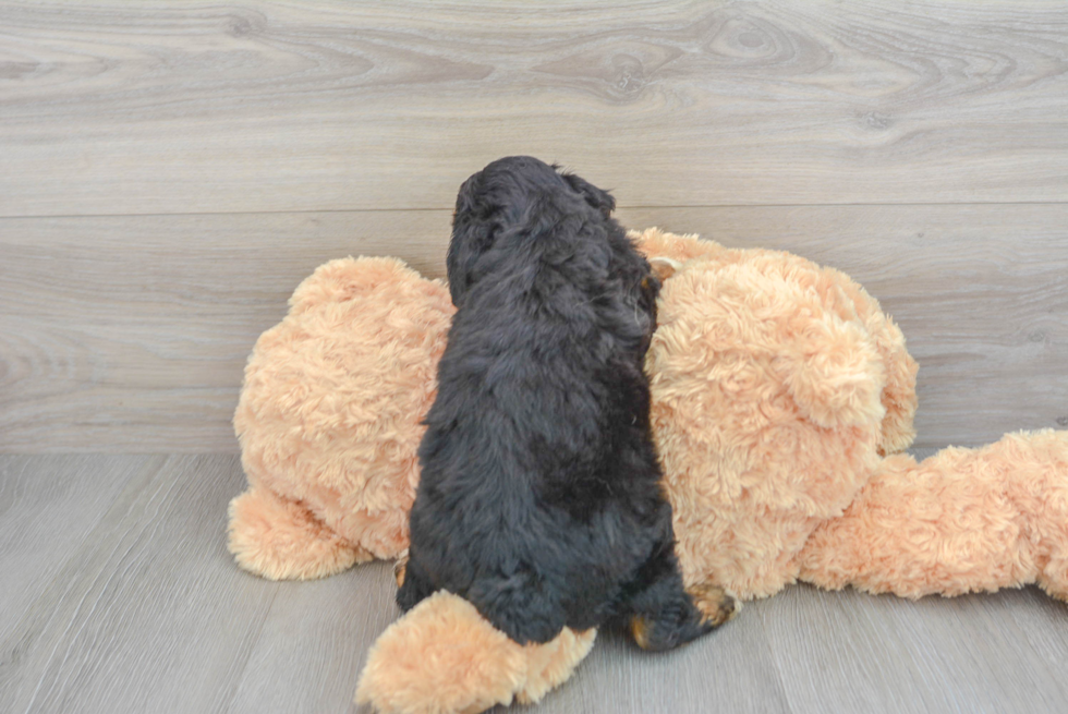 Mini Aussiedoodle Puppy for Adoption