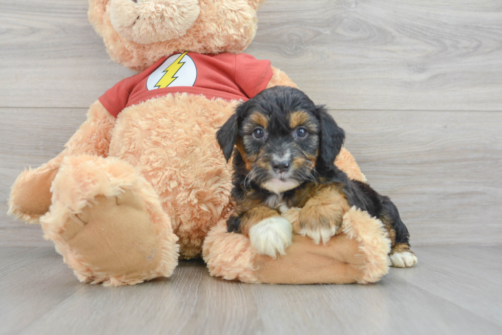 Happy Mini Aussiedoodle Baby