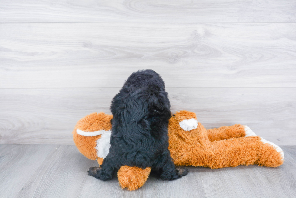 Energetic Aussiepoo Poodle Mix Puppy