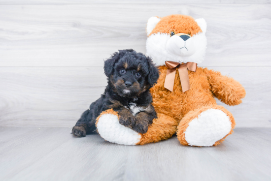 Mini Aussiedoodle Puppy for Adoption