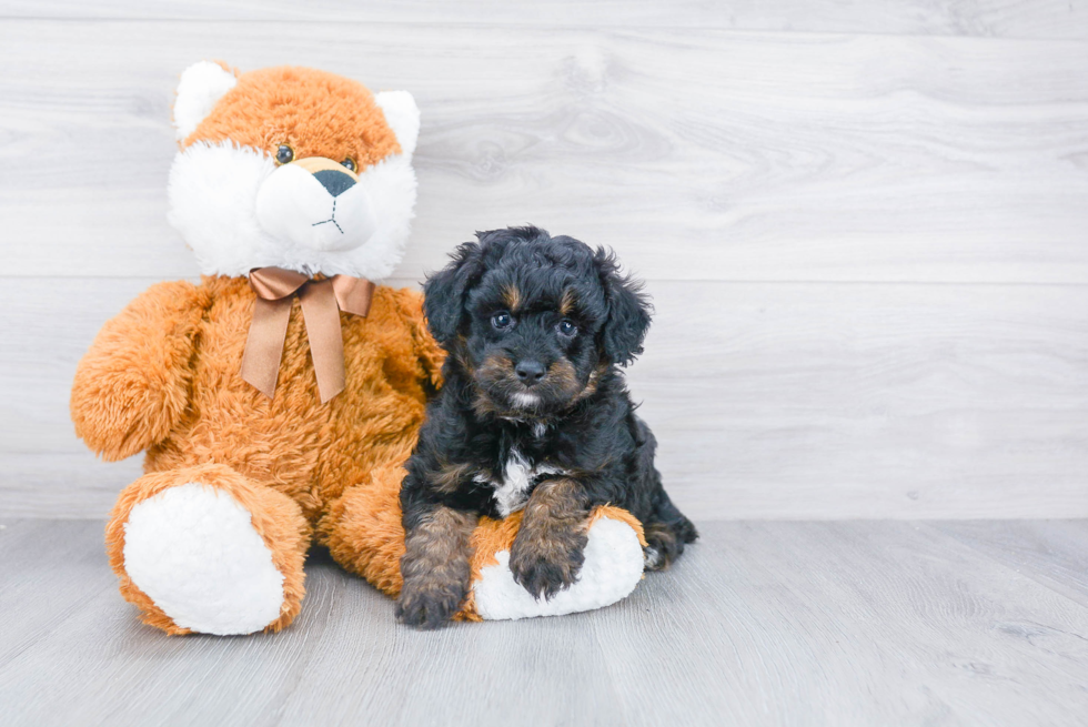 Popular Mini Aussiedoodle Poodle Mix Pup