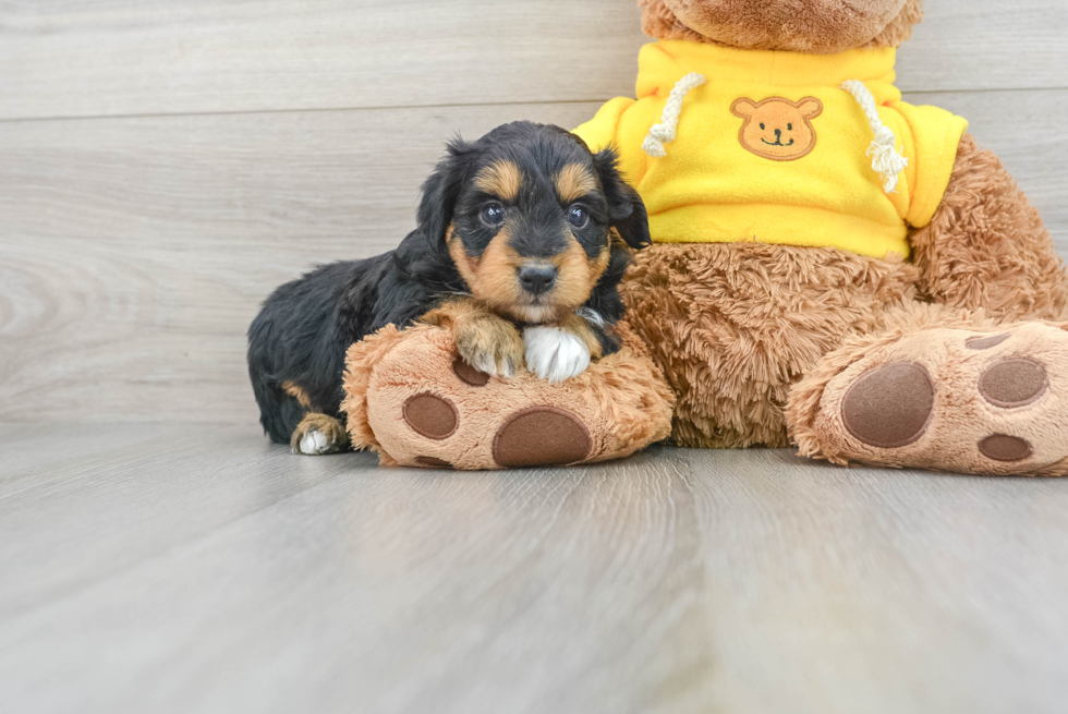 Best Mini Aussiedoodle Baby