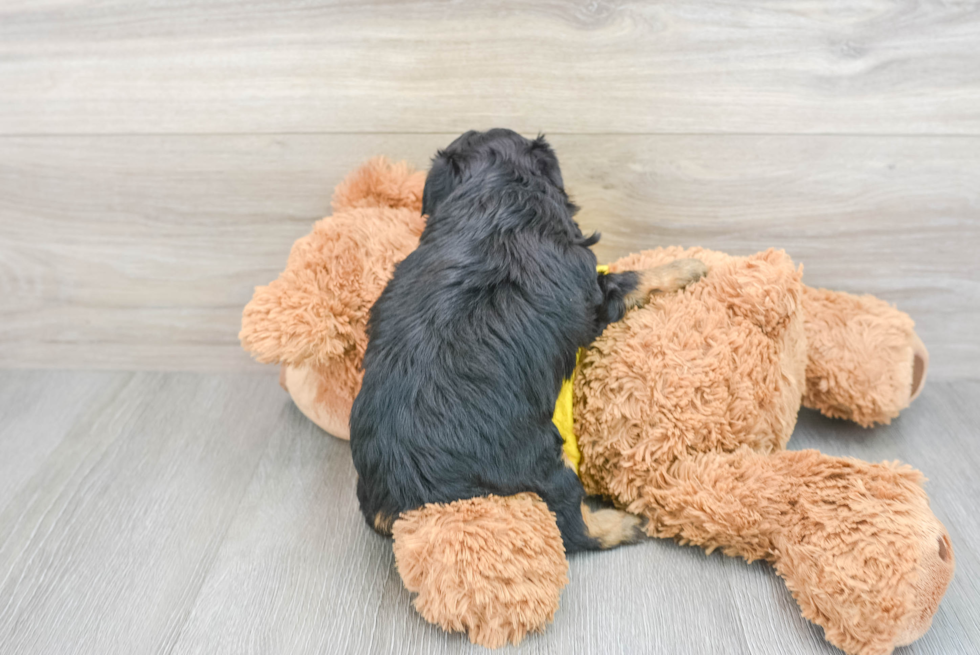 Happy Mini Aussiedoodle Baby