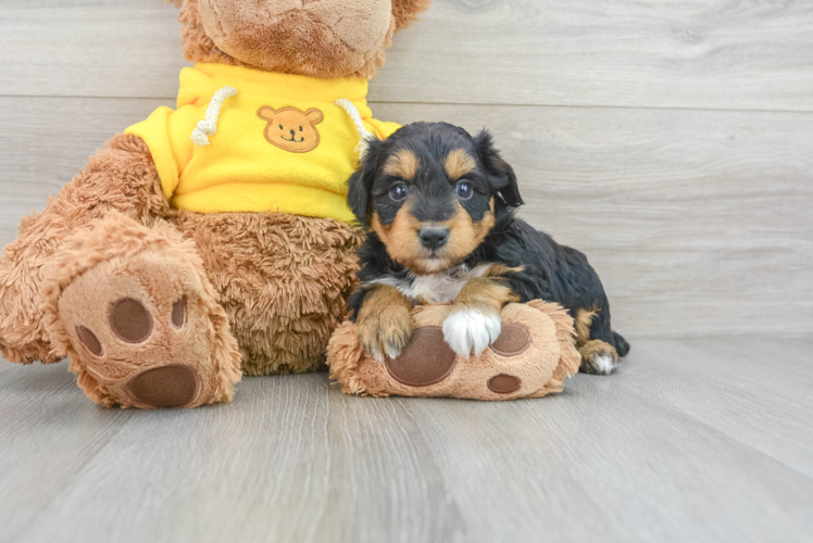 Friendly Mini Aussiedoodle Baby
