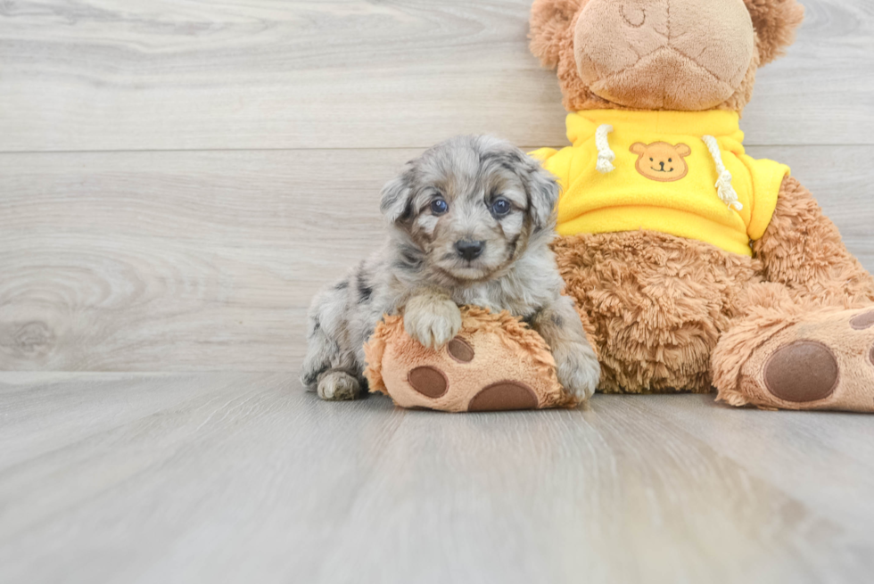 Mini Aussiedoodle Pup Being Cute