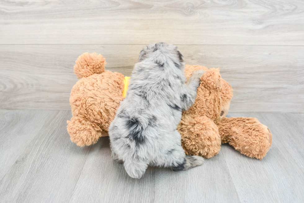 Happy Mini Aussiedoodle Baby