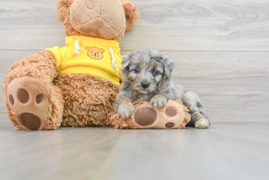 Happy Mini Aussiedoodle Baby