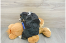 Small Mini Aussiedoodle Baby