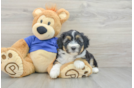 Mini Aussiedoodle Puppy for Adoption