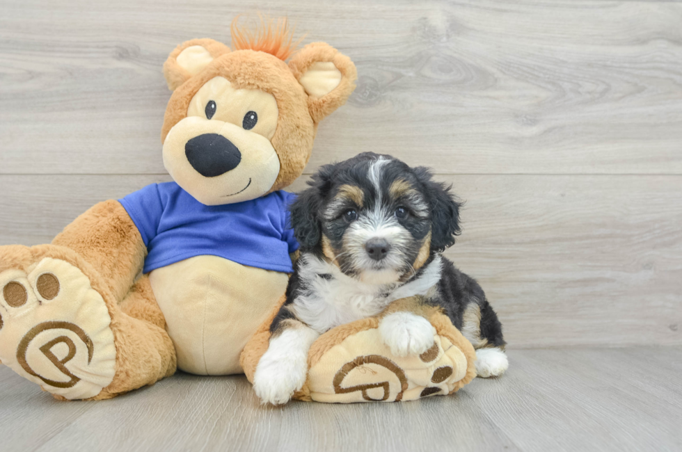 6 week old Mini Aussiedoodle Puppy For Sale - Premier Pups