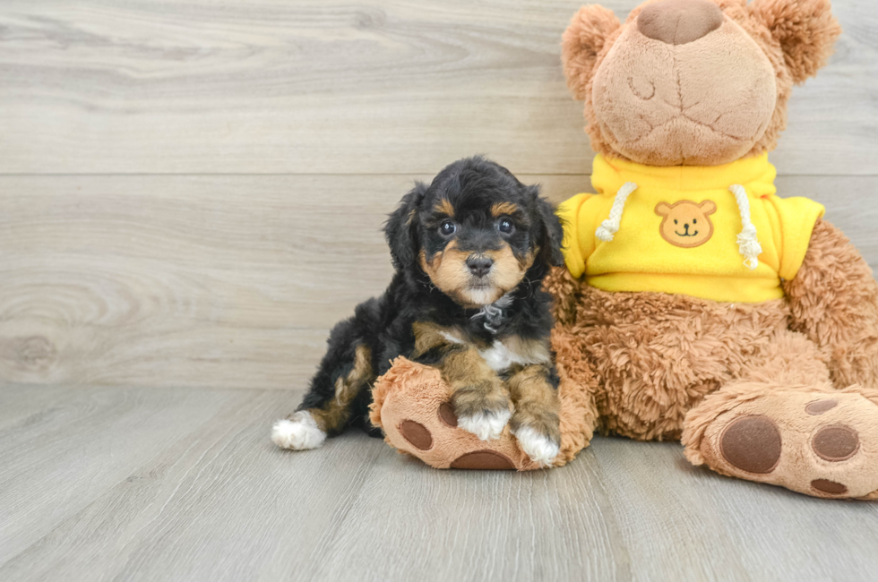 7 week old Mini Aussiedoodle Puppy For Sale - Premier Pups