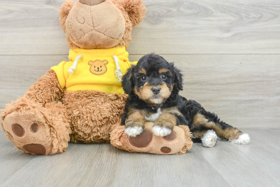 Smart Mini Aussiedoodle Poodle Mix Pup