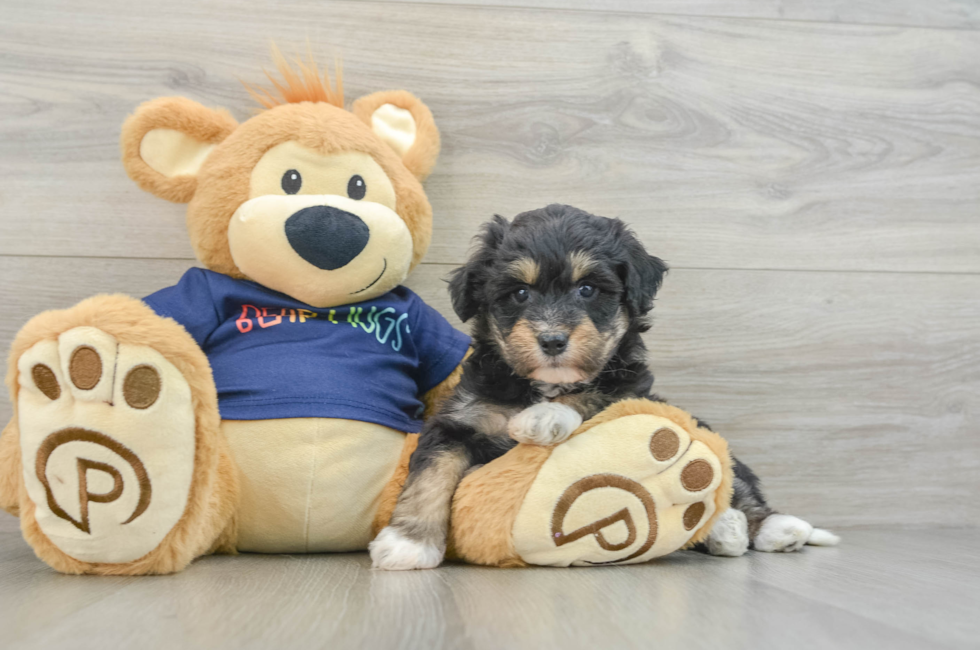 6 week old Mini Aussiedoodle Puppy For Sale - Premier Pups