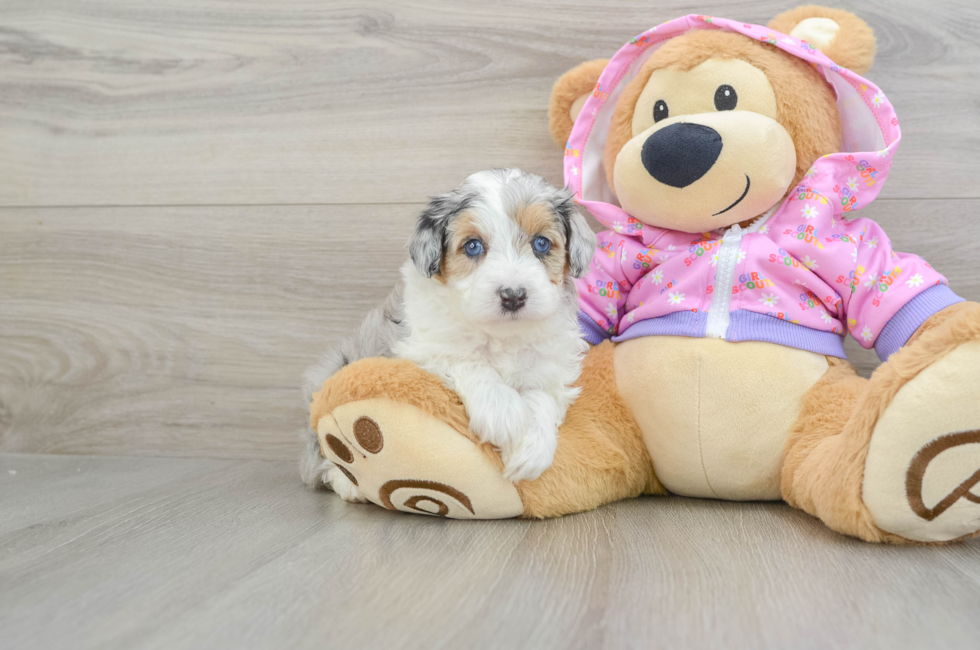 5 week old Mini Aussiedoodle Puppy For Sale - Premier Pups