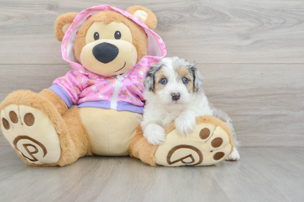 Best Mini Aussiedoodle Baby