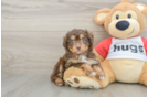 Playful Mini Aussiepoodle Poodle Mix Puppy