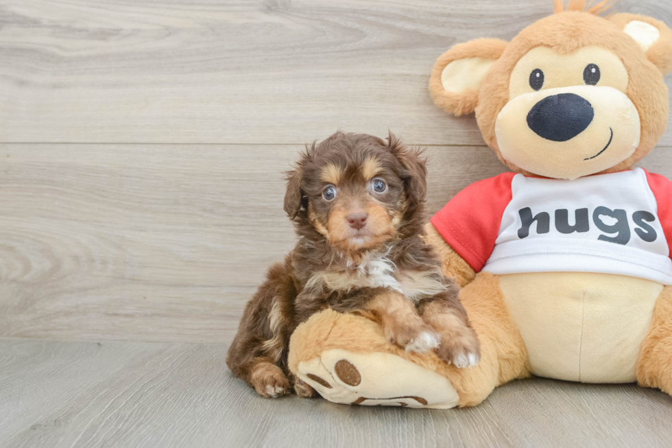 Playful Mini Aussiepoodle Poodle Mix Puppy