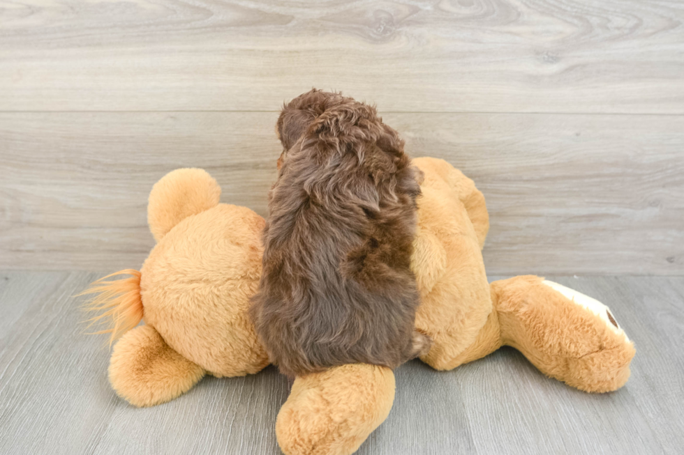 Best Mini Aussiedoodle Baby