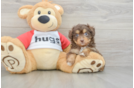 Adorable Mini Australian Shepherd X Poodle Mix Poodle Mix Puppy