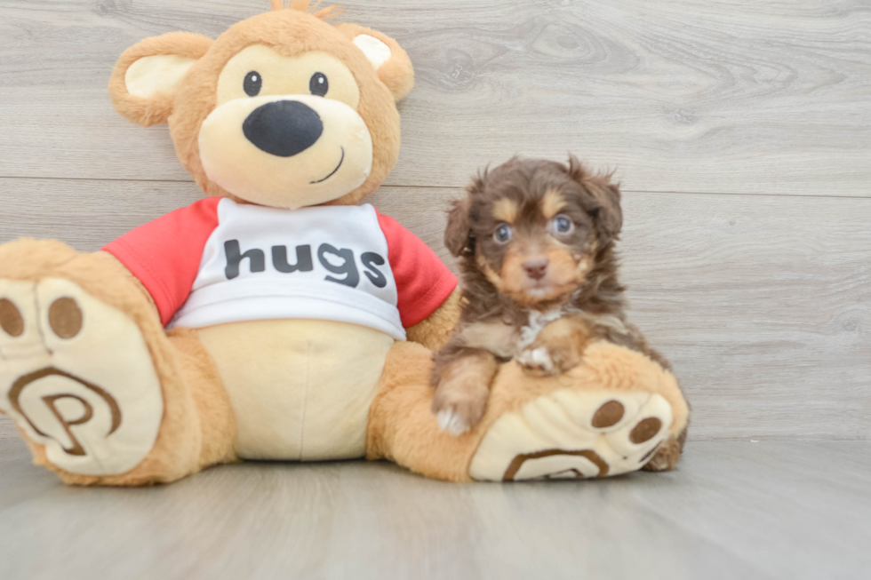 Adorable Mini Australian Shepherd X Poodle Mix Poodle Mix Puppy