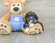 6 week old Mini Aussiedoodle Puppy For Sale - Premier Pups