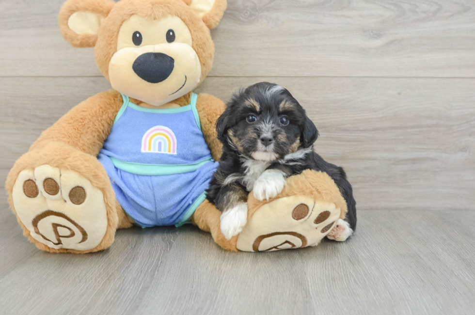 5 week old Mini Aussiedoodle Puppy For Sale - Premier Pups