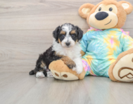7 week old Mini Aussiedoodle Puppy For Sale - Premier Pups