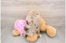 Smart Mini Aussiedoodle Poodle Mix Pup