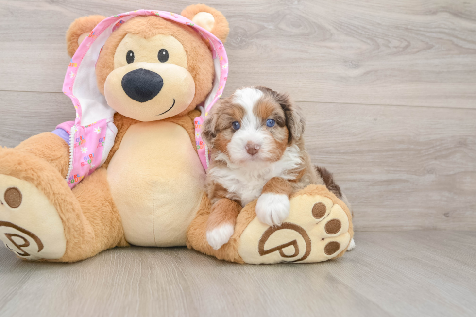 Mini Aussiedoodle Puppy for Adoption