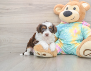 5 week old Mini Aussiedoodle Puppy For Sale - Premier Pups