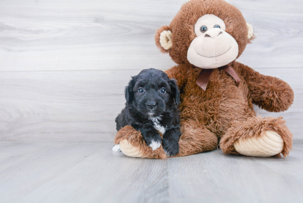 Best Mini Aussiedoodle Baby