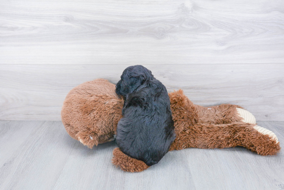 Mini Aussiedoodle Pup Being Cute