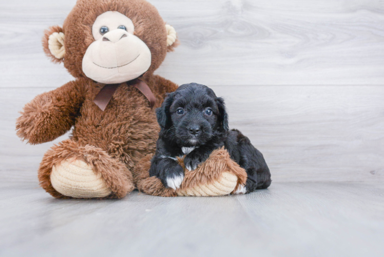 Sweet Mini Aussiedoodle Baby