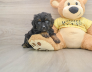 6 week old Mini Aussiedoodle Puppy For Sale - Premier Pups
