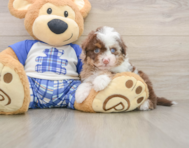 8 week old Mini Aussiedoodle Puppy For Sale - Premier Pups